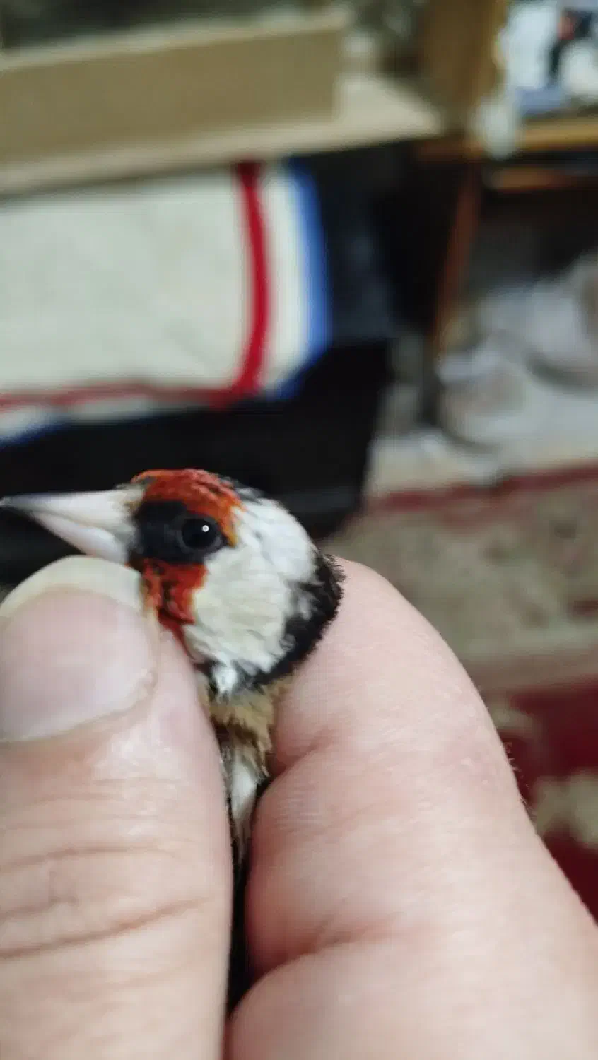 سهره  قفسی|پرنده|ایذه, |دیوار