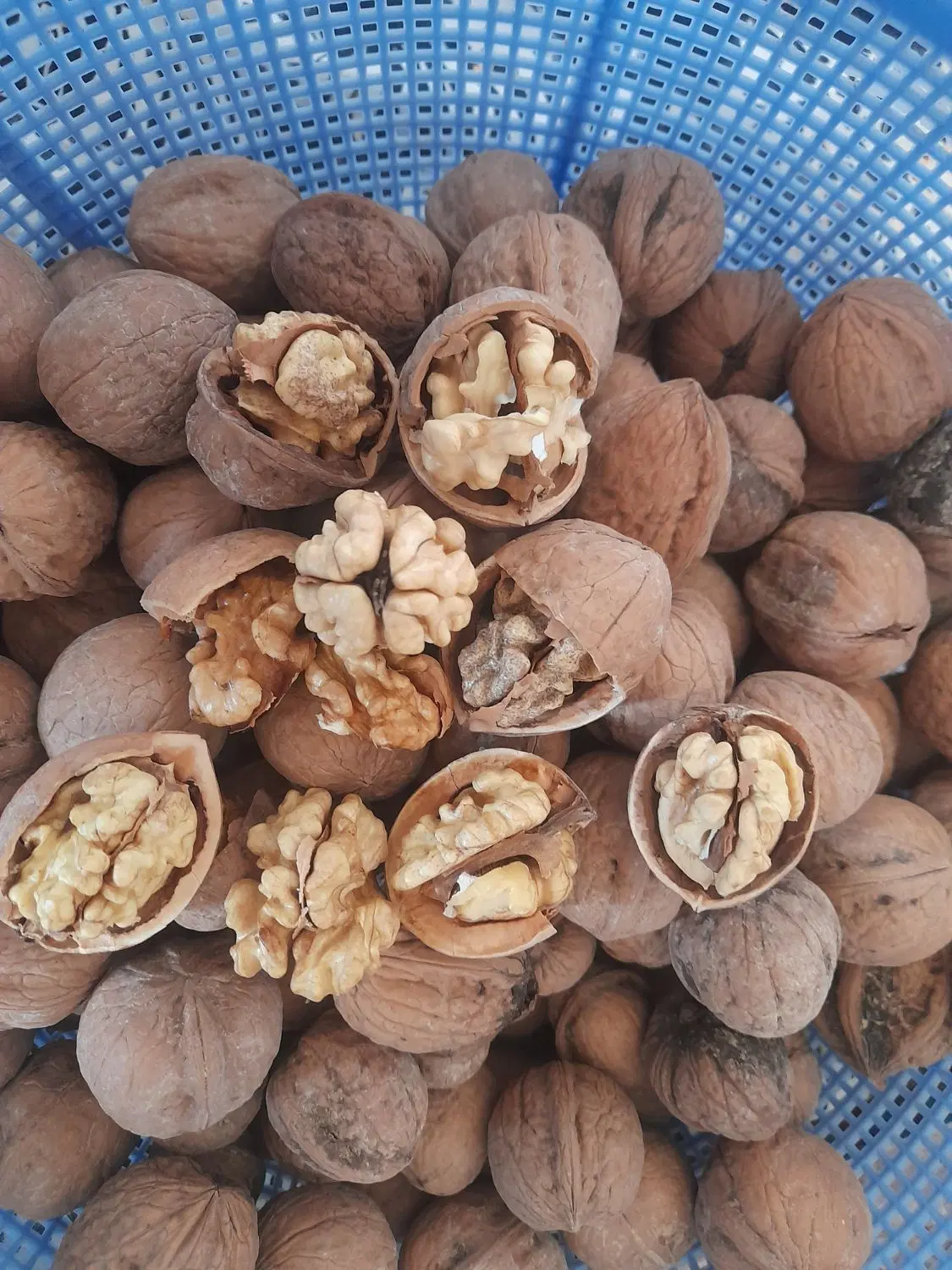 گردو|خوردنی و آشامیدنی|ساوه, |دیوار