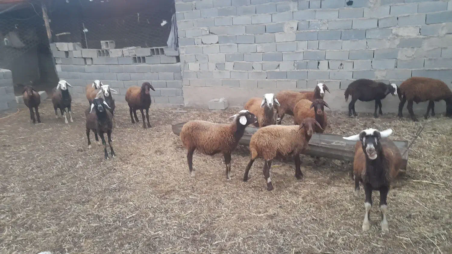 ۱۶۰مقطوع|حیوانات مزرعه|تاتار علیا, |دیوار