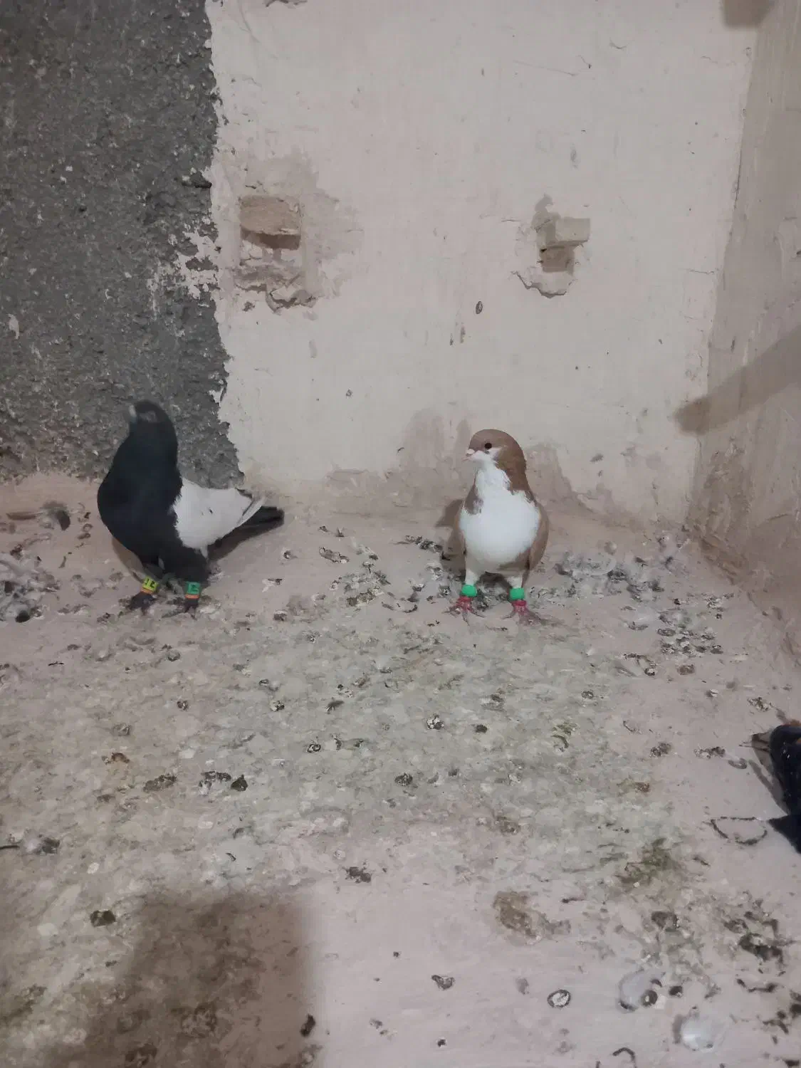 دوتا صید شب|پرنده|تایباد, |دیوار