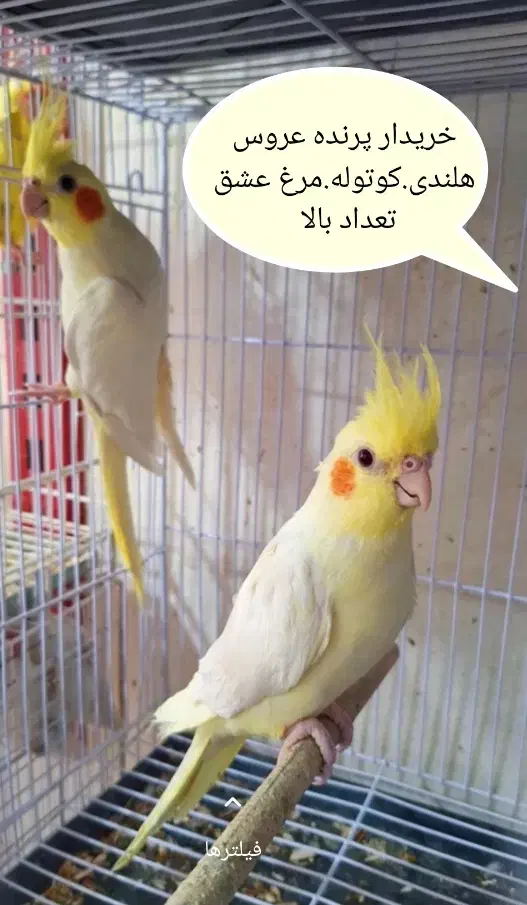 خرید و فروش انوان پرنده به صورت تعداد تصویه در محل|پرنده|مشهد, شهید بهشتی|دیوار