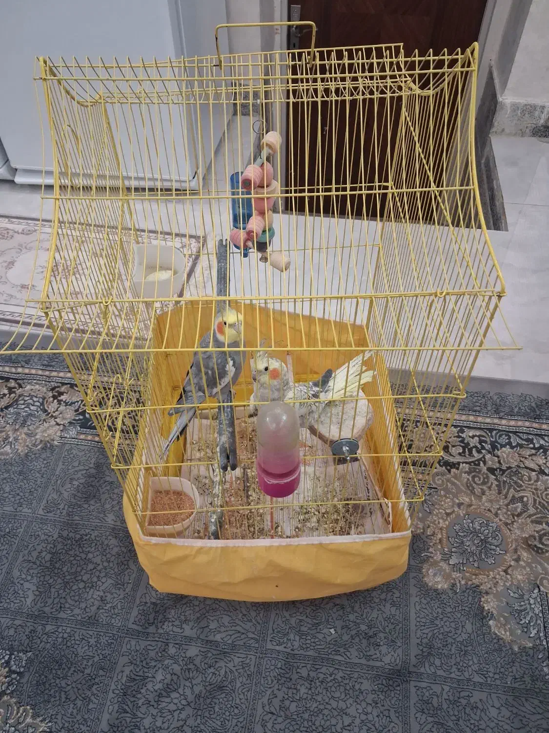 عروس پرنده|پرنده|قم, شهدا|دیوار