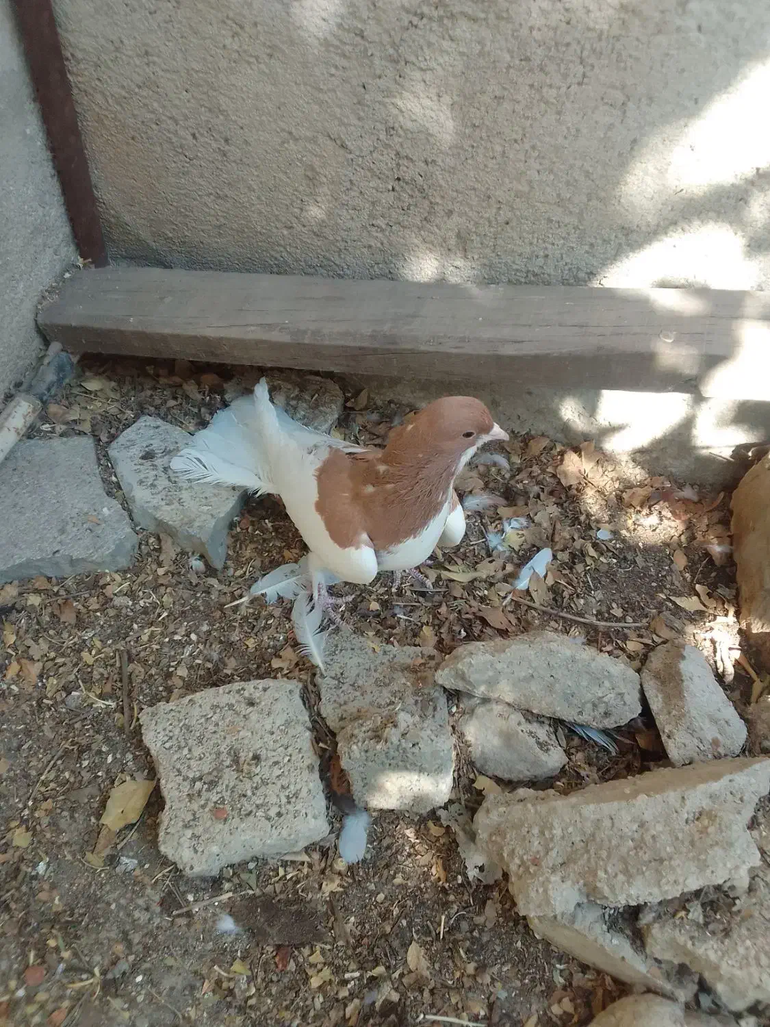 ماده یال زرد بشرط|پرنده|کازرون, |دیوار