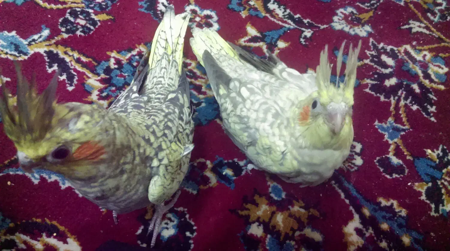 جوجه عروس هلندی|پرنده|مشهد, محمدآباد|دیوار