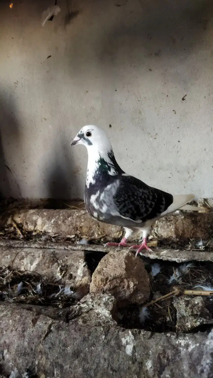 کبوتر ماده جان آردن مسافتی|پرنده|دابودشت, |دیوار