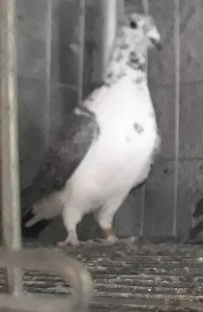 سینه سفید اسینم|پرنده|سنندج, |دیوار