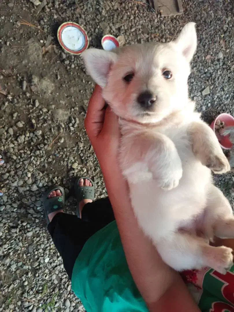 شیتزو تریر|سگ|سنگر, |دیوار