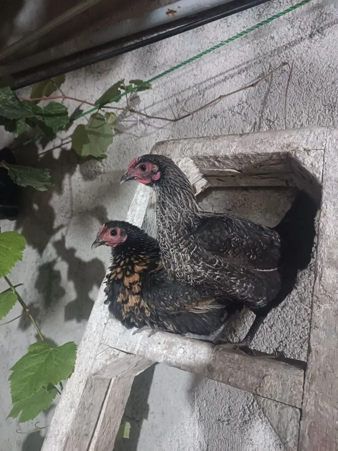 دوتا مرغ مینیاتوری|حیوانات مزرعه|آمل, |دیوار