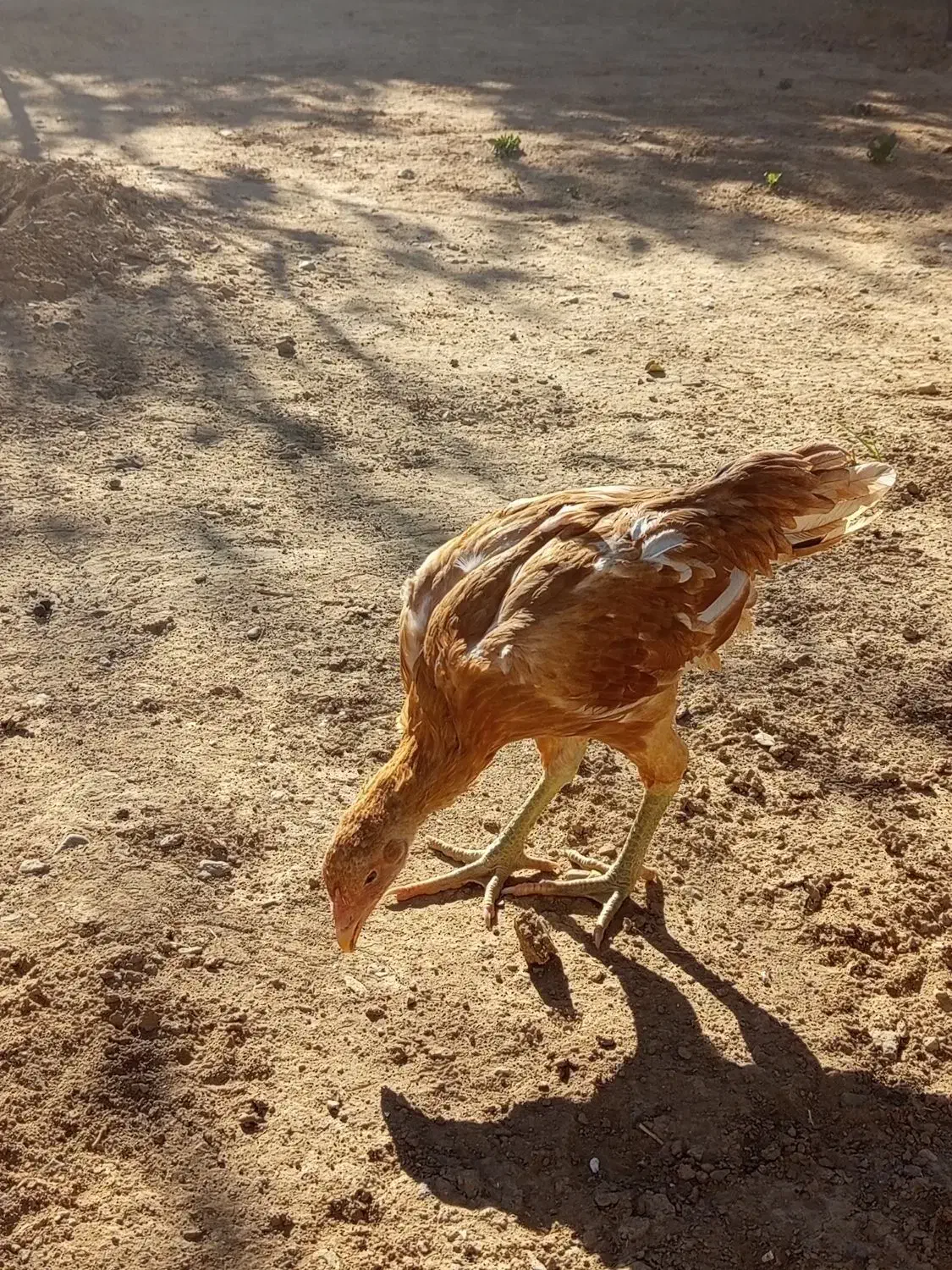 جوجه لاری|حیوانات مزرعه|باوله, |دیوار