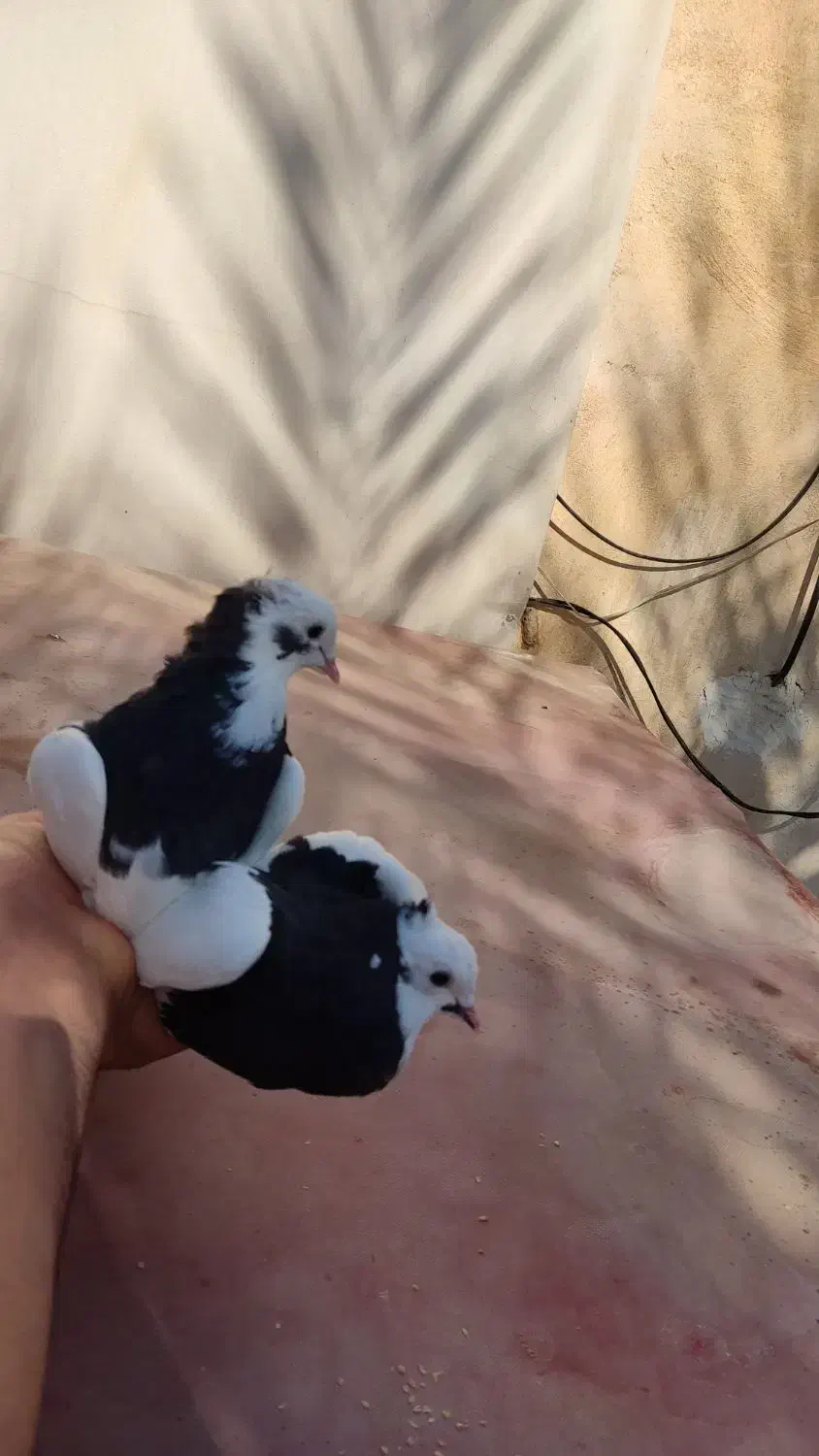 دو سه جفت پرنده درجه یک|پرنده|کازرون, |دیوار