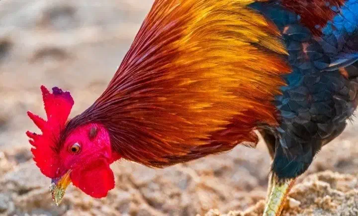 خروس|حیوانات مزرعه|خلخال, |دیوار