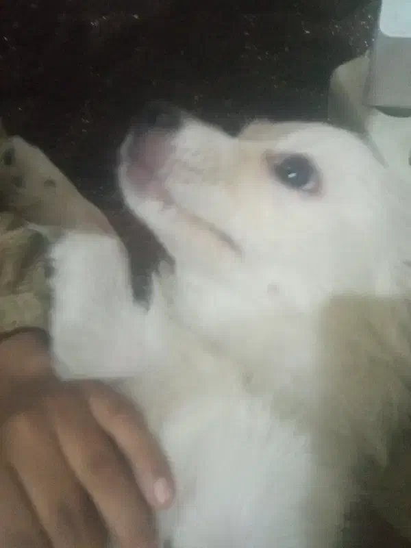 فروش یه قلاده سگ پامر وشیتزو|سگ|کرج, حیدرآباد|دیوار