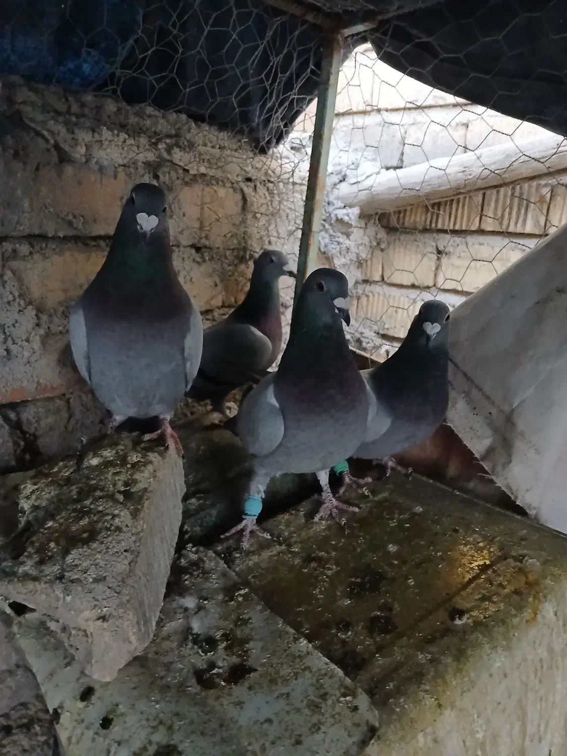 کفترپلاکی، شهری،طوقی (معاوضه فقط باجفت دم سفید)|پرنده|مرودشت, مجد آباد|دیوار