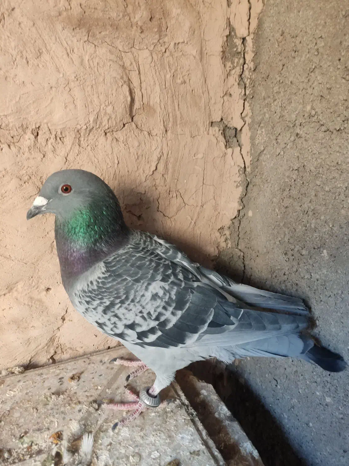 کفتر پولک|پرنده|نیمبلوک, |دیوار