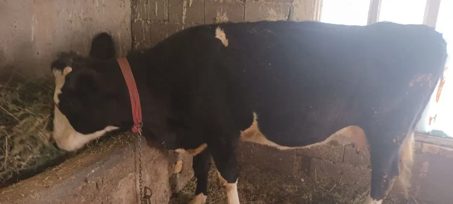 گاو|حیوانات مزرعه|نوشین شهر, |دیوار