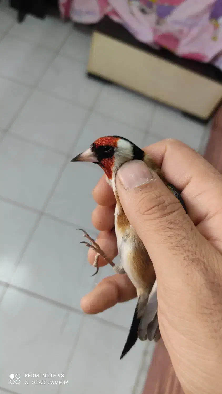 سهره نر|پرنده|کرج, مهرویلا جنوبی|دیوار