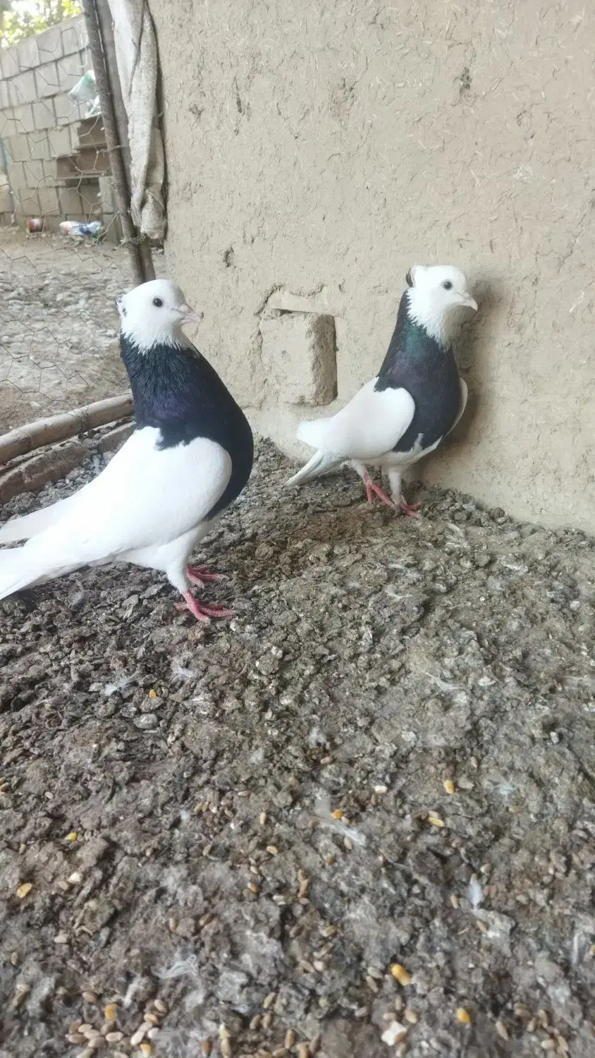 کبوتر طوقی|پرنده|نگین شهر, |دیوار