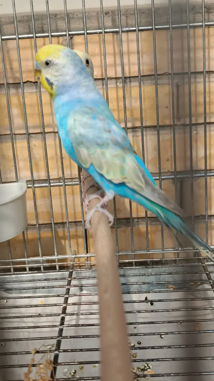 مرغ عشق رینبو|پرنده|فولادشهر, B8|دیوار