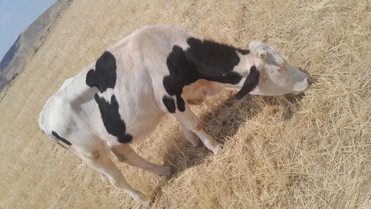 تلیسه|حیوانات مزرعه|نظر کهریزی, |دیوار