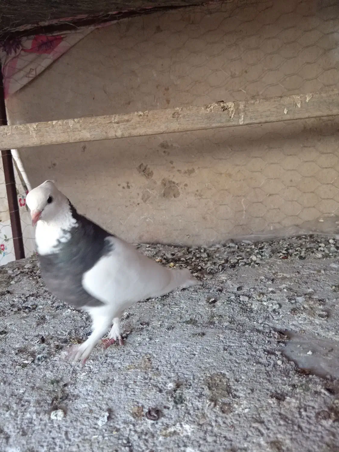 کفتر طوقی|پرنده|زرند, |دیوار