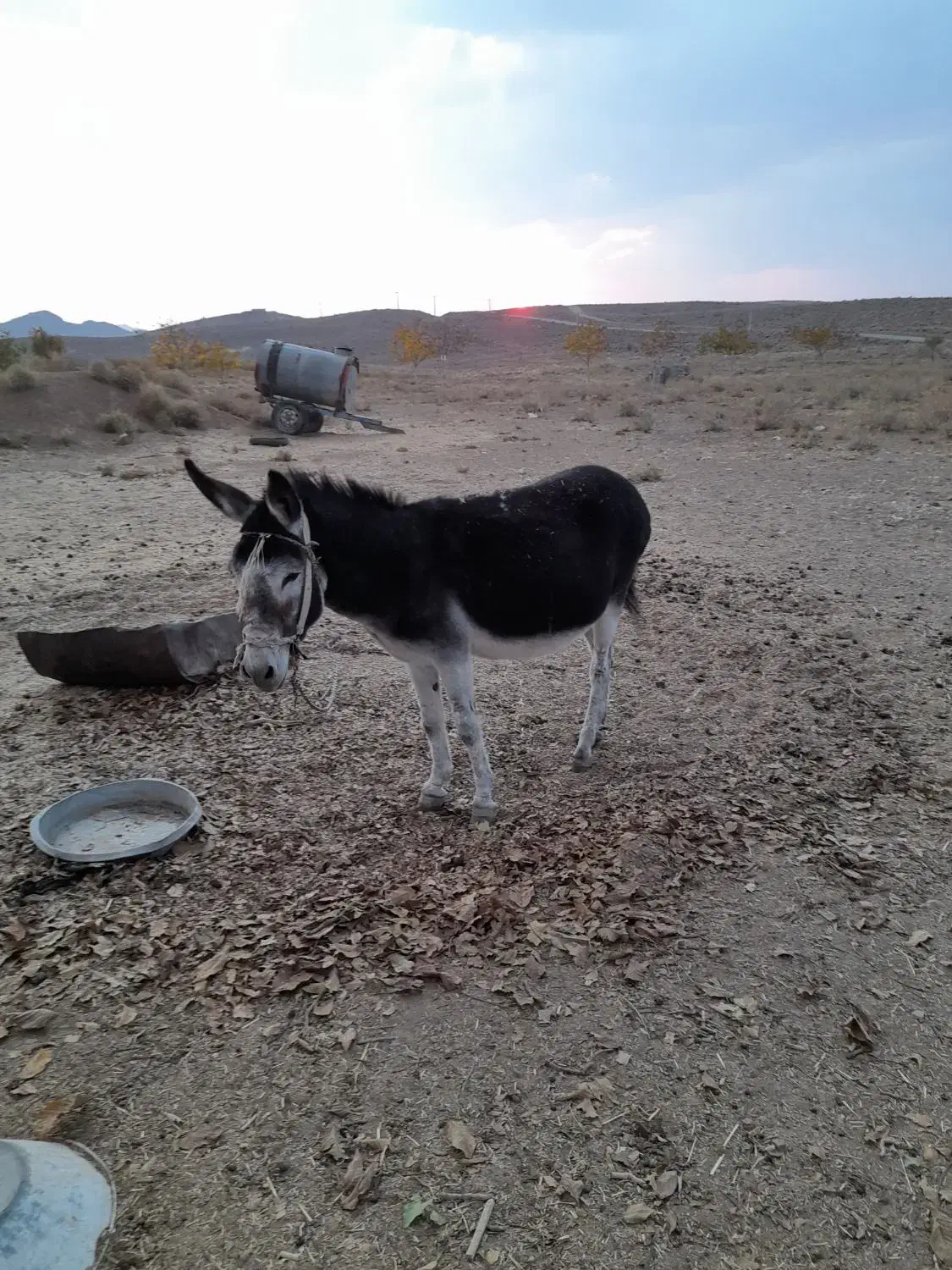 الاغ|حیوانات مزرعه|بافت, |دیوار