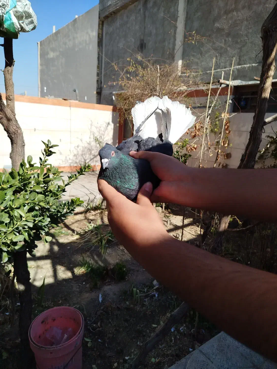 نر دم سفید|پرنده|مبارکه, |دیوار