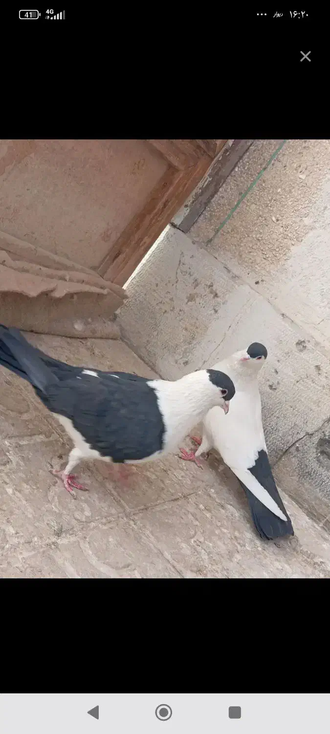 کبوتر|حیوانات|اصفهان, قهاب جنوبی|دیوار