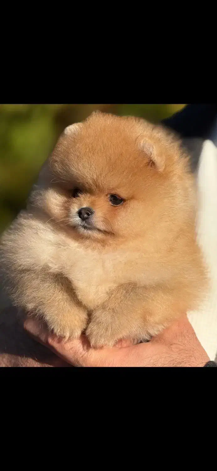 سگ پامر پامرانین|سگ|تهران, سعادت‌آباد|دیوار