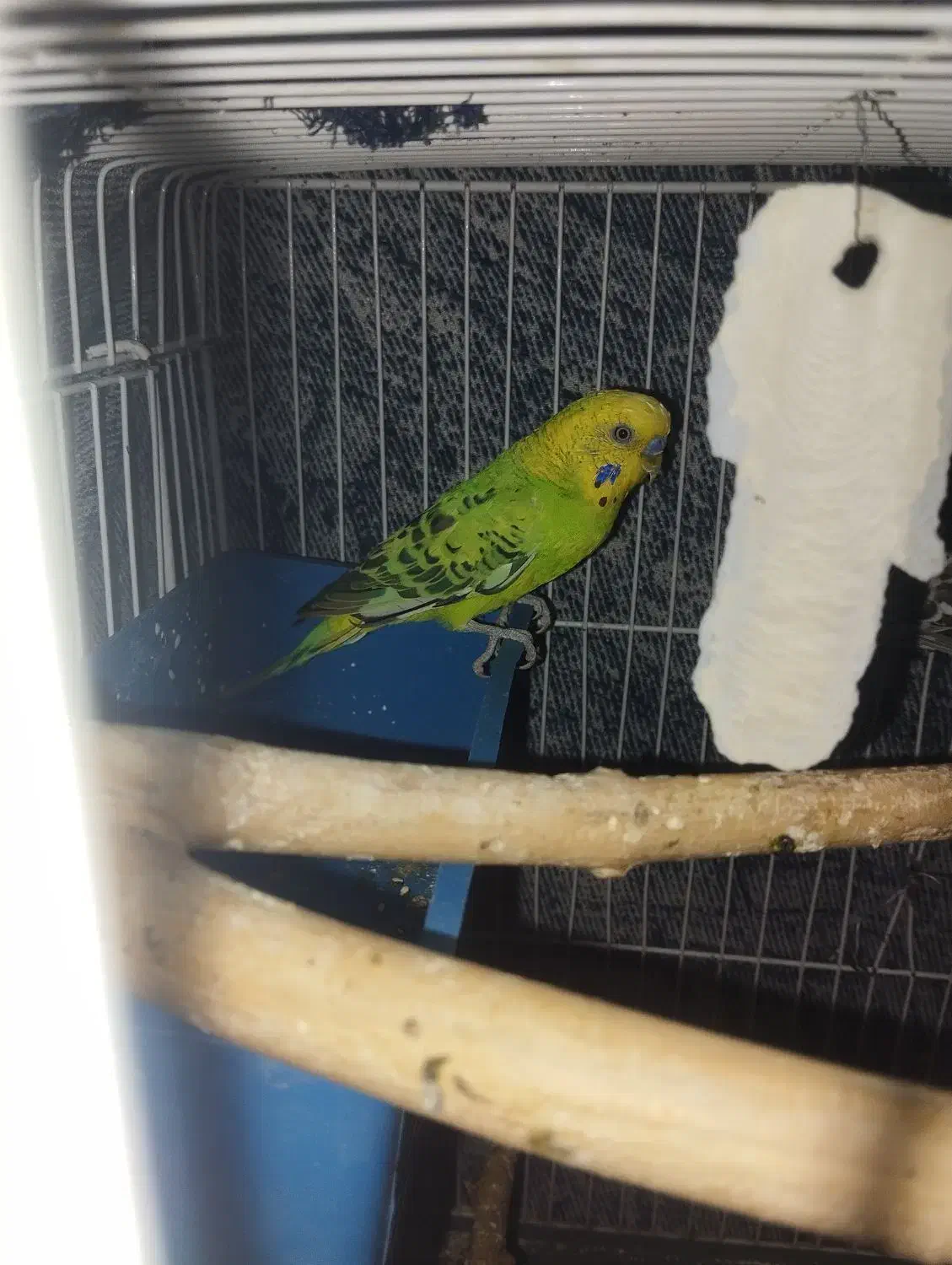 مرغ عشق|پرنده|شیروان (خراسان), |دیوار