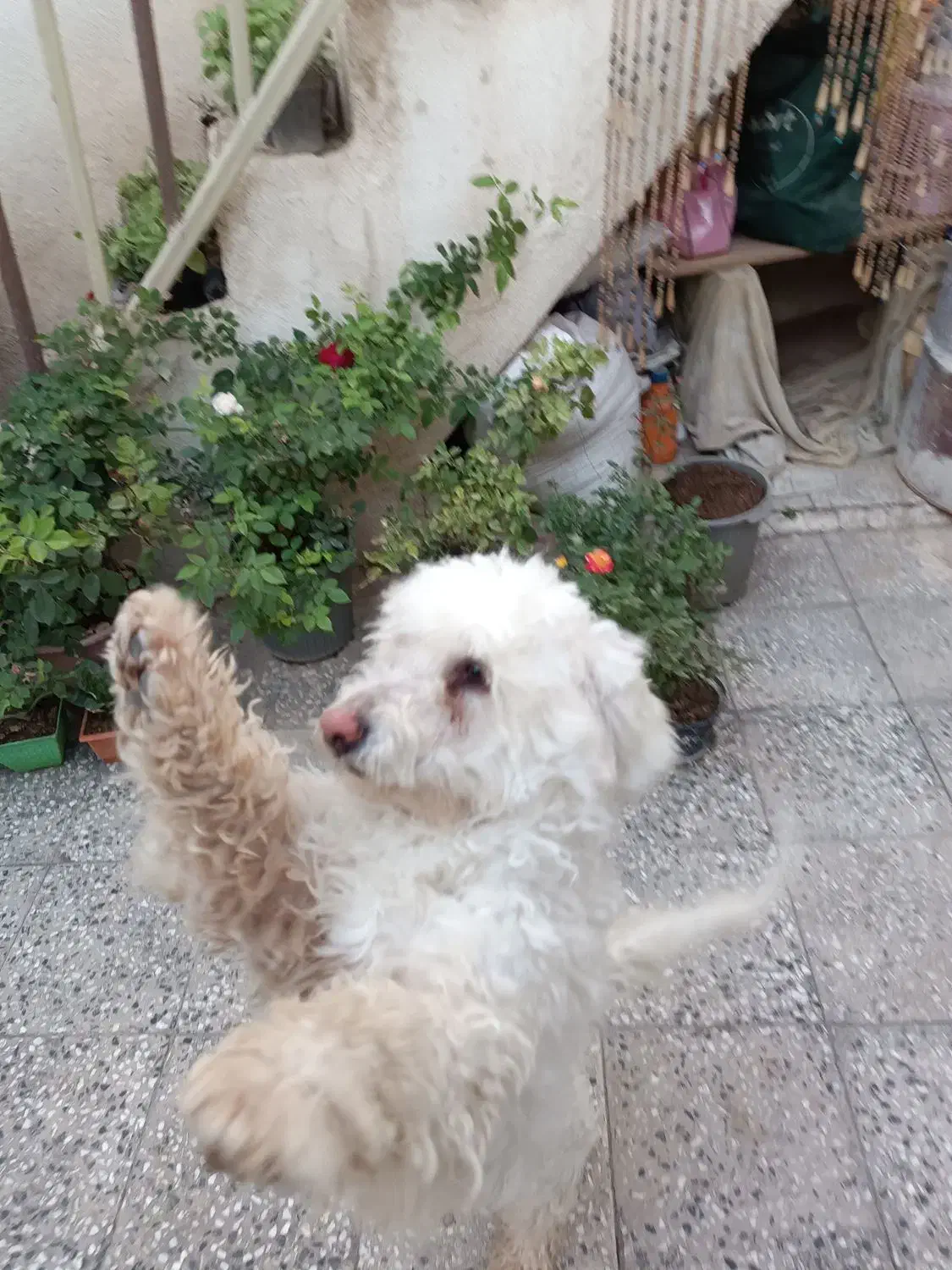 کمشده|سگ|خرمآباد, |دیوار