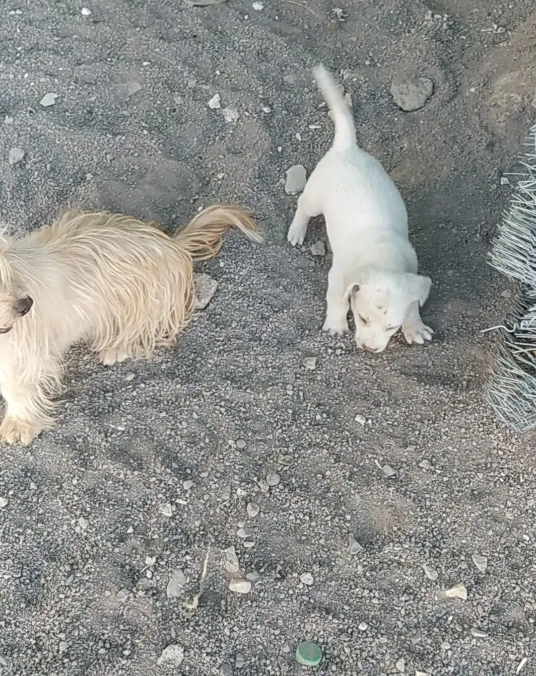 پاپی|سگ|تربت جام, معدآباد|دیوار