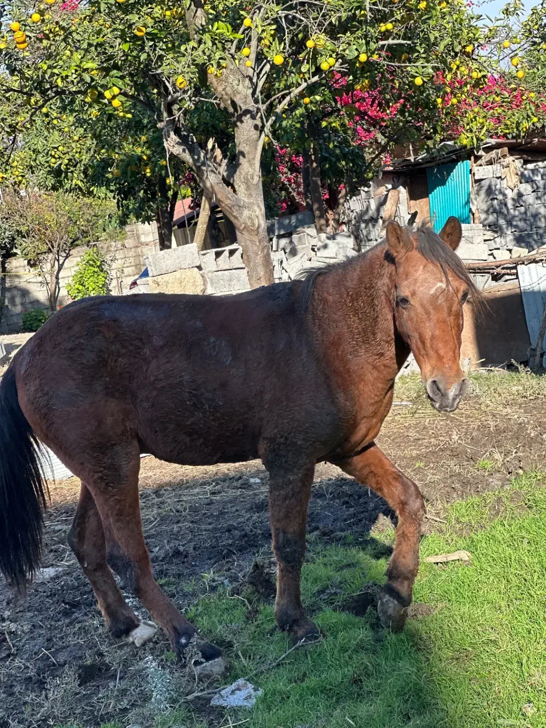 فروش اسب|اسب و تجهیزات اسب‌سواری|چمستان, |دیوار