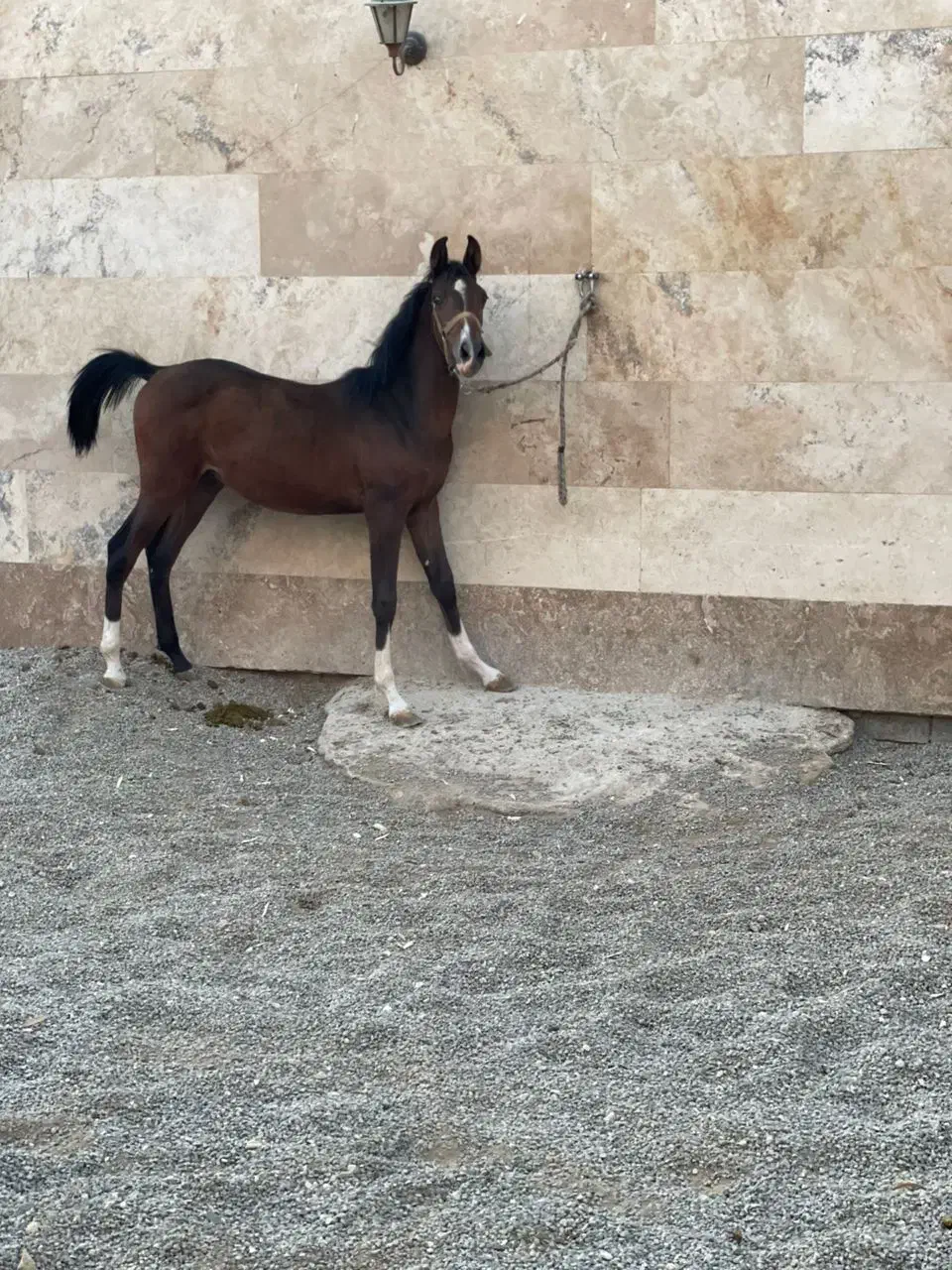 فروش کره نریان شجره دار|اسب و تجهیزات اسب‌سواری|ساوه, |دیوار