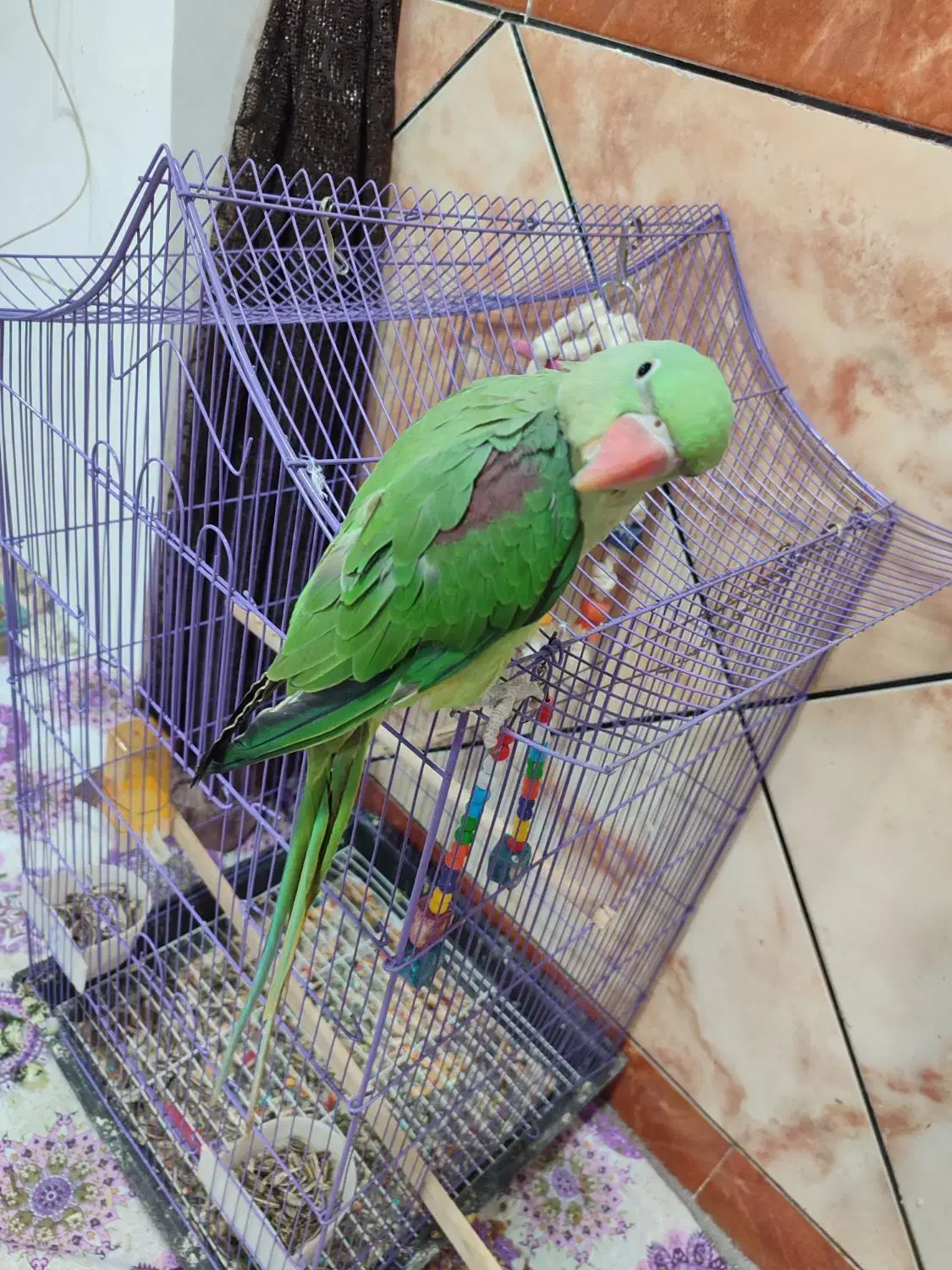 پرنده شاه طوطی|پرنده|بندرلنگه, |دیوار