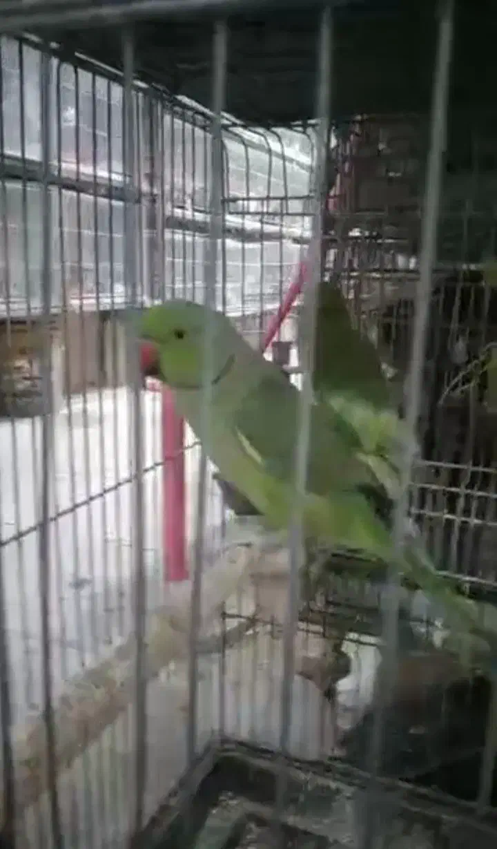 طوطی ملنگو|پرنده|کرمان, |دیوار