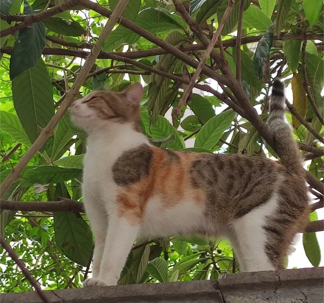 گربه گم شده (موکا)|گربه|رشت, معلم|دیوار