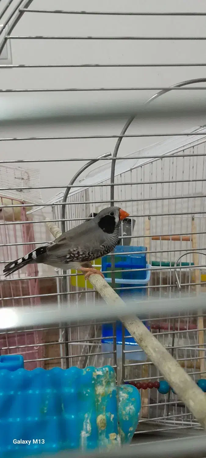 یه جفت طوطی،یه جفت مرغ عشق،یه جفت فنچ|پرنده|کوهدشت, |دیوار