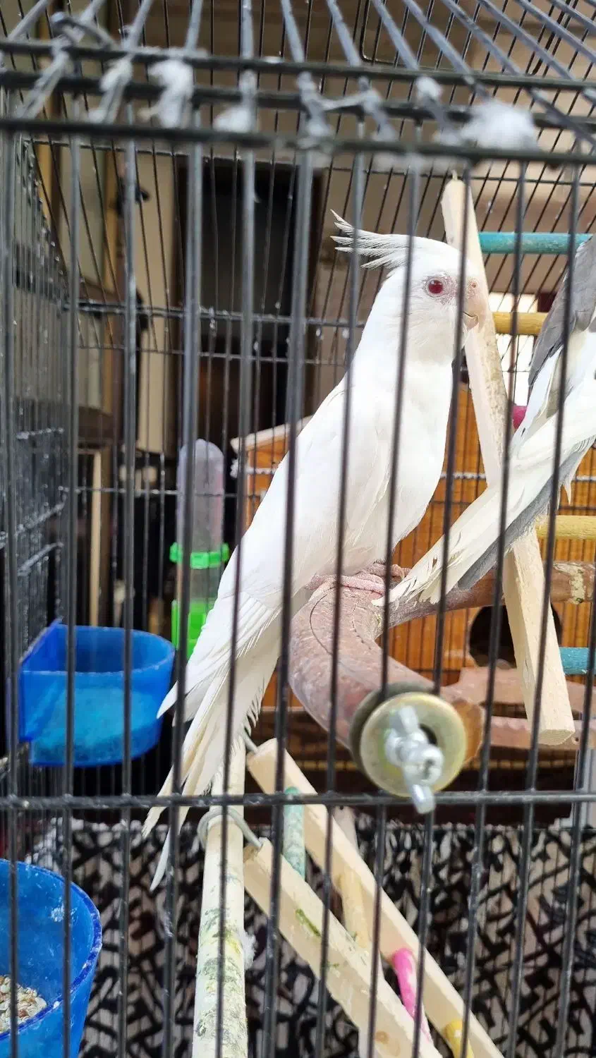 عروس هلندی|پرنده|لاهیجان, کوی زمانی|دیوار