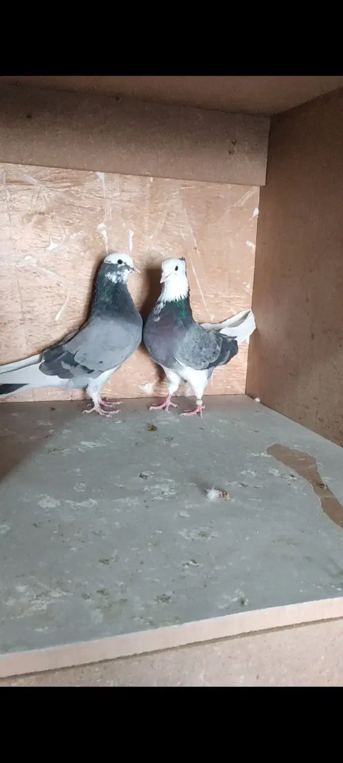 کبوتر شازده و سرخ و سوسکی|پرنده|اصفهان, رهنان|دیوار