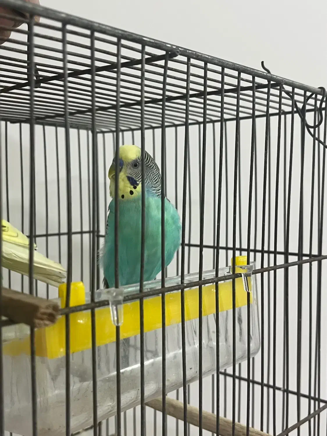 مرغ عشق نر خوش رنگ بالغ|پرنده|قائم‌شهر, |دیوار