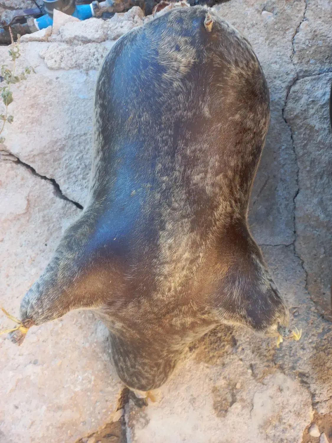 هیزه برای روغن حیوانی|صنایع دستی و سایر لوازم تزئینی|کوهدشت, |دیوار