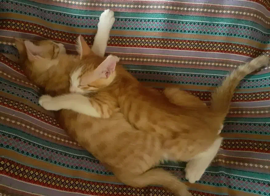 دو قلاده گربه نر|گربه|لاهیجان, شیشه گران|دیوار