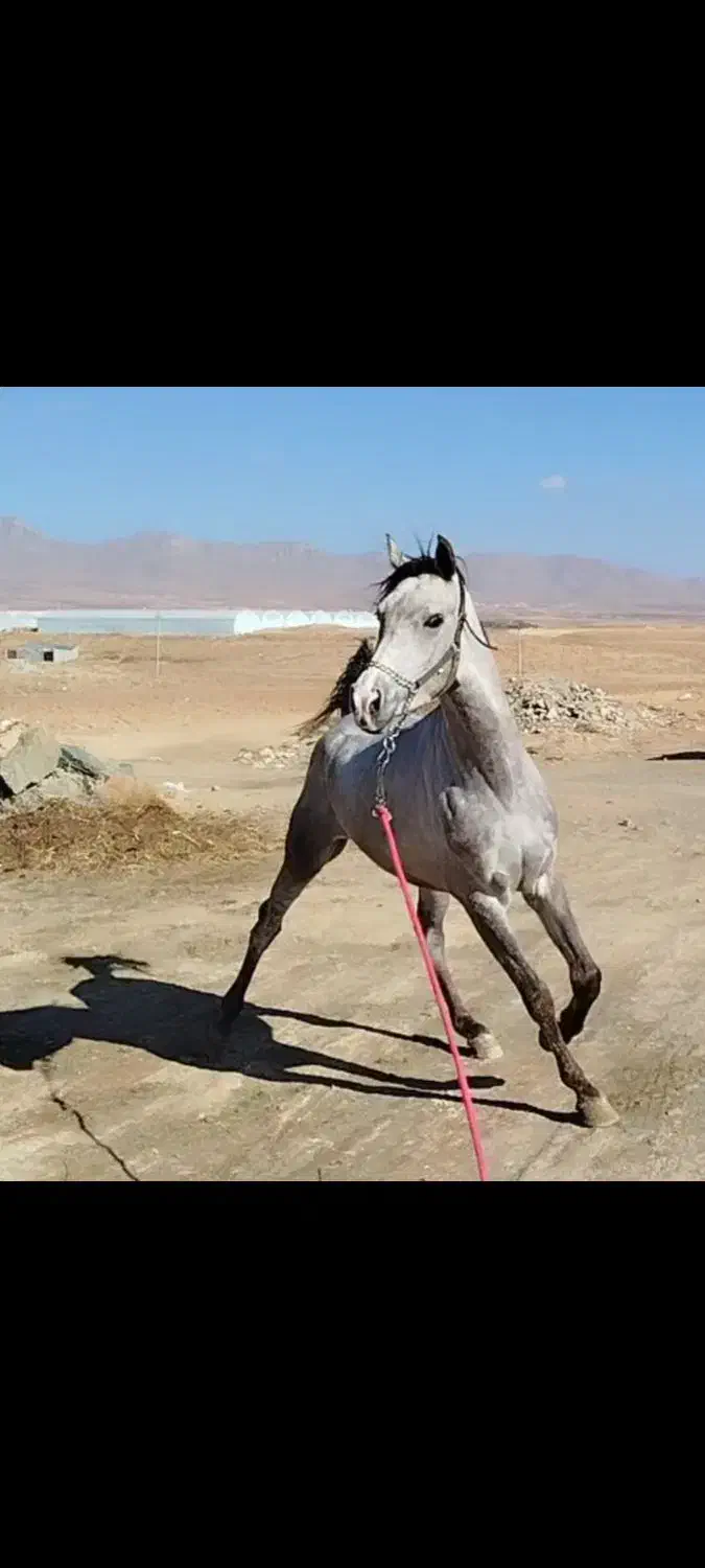 اسب نریان عرب|اسب و تجهیزات اسبسواری|چادگان, |دیوار