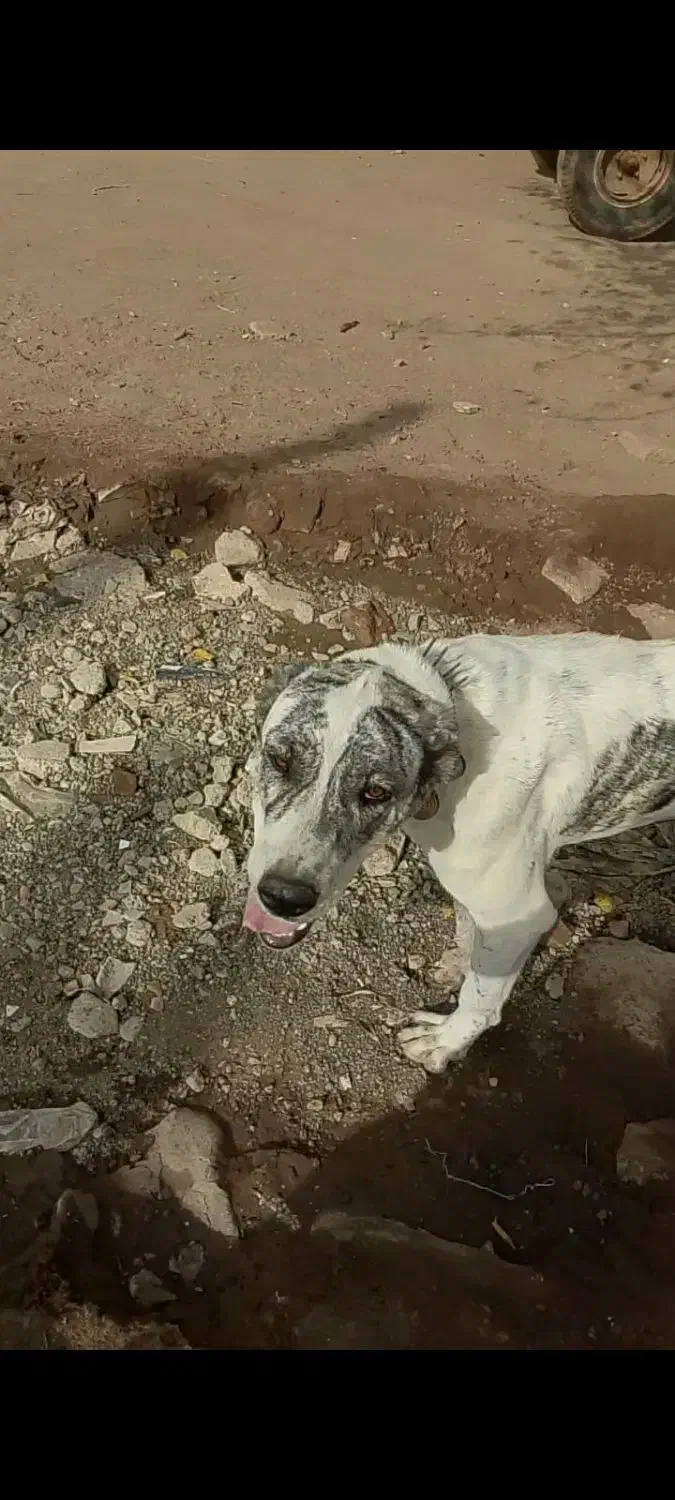 سگ گمشده|حیوانات|سبزوار, شهدا|دیوار