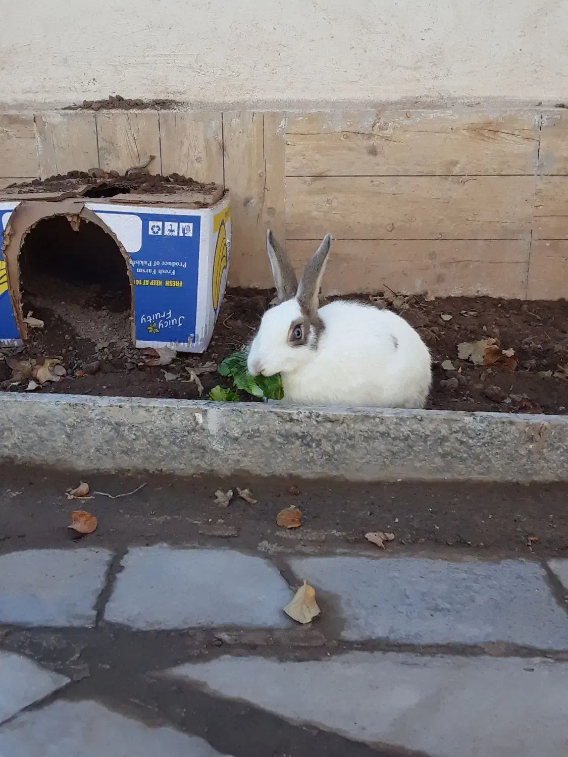 خرگوش|موش و خرگوش|بیرجند, |دیوار