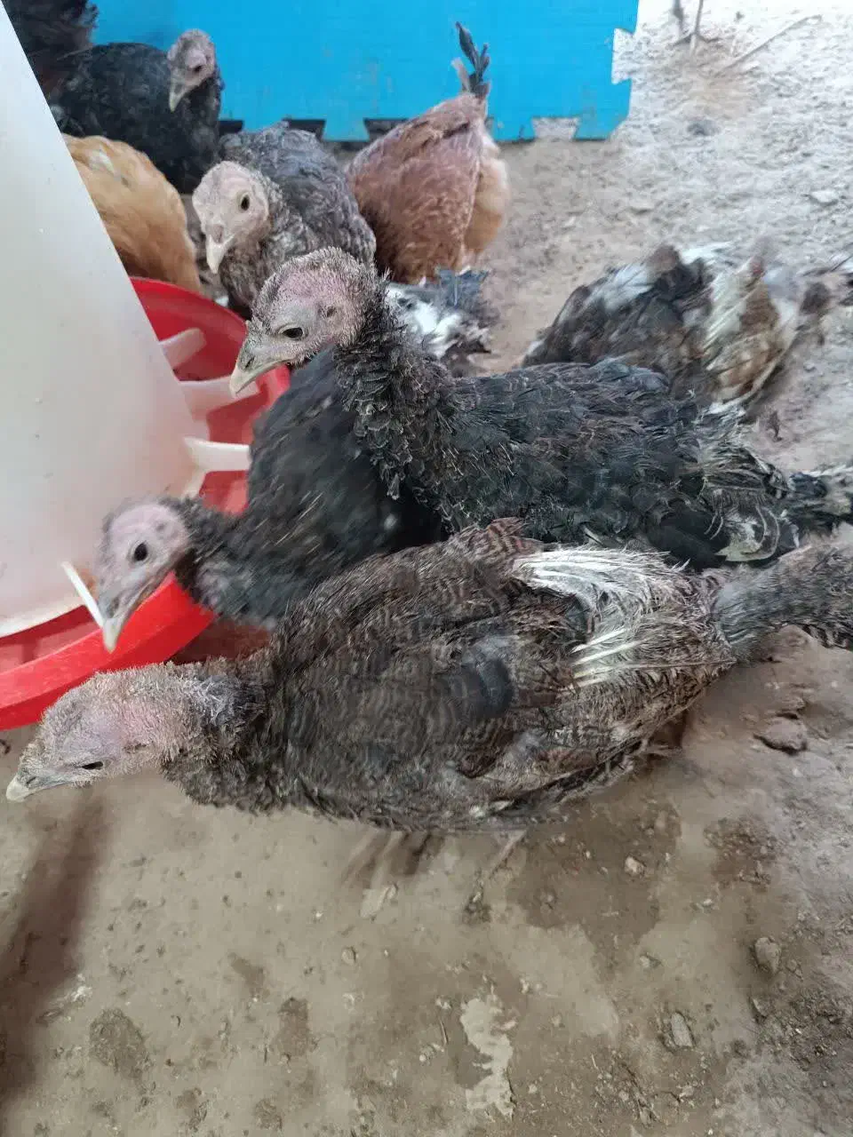 فروش بوقلمون|حیوانات مزرعه|خرقان, |دیوار