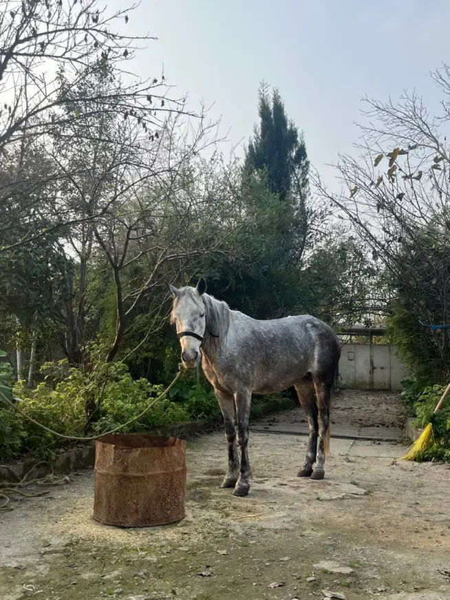 اسب عرب کرد|اسب و تجهیزات اسبسواری|رشت, پسیخان|دیوار