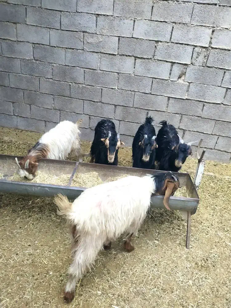 کهره ماده|حیوانات مزرعه|بهبهان, |دیوار