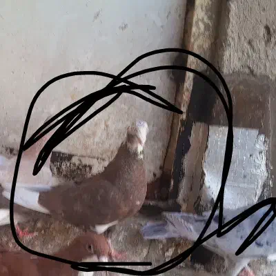 گمشده|حیوانات|تاکستان, |دیوار