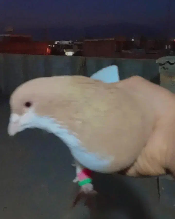 کبوتر|پرنده|مرودشت, شهرک مهدیه|دیوار